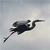 Heron Buddy Icon 3