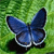 Beauty Butterfly Icon