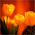 Flowers Icon 102