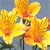 Flowers Icon 91