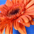 Flowers Icon 92