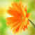 Flowers Icon 94