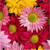 Flowers Icon 96