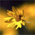 Flowers Icon 99