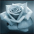 Rose Icon 19