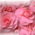 Rose Icon 6