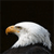 Eagle 3