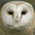 Owl 7