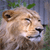 Lion 9