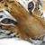 Tiger 23