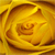 Rose Flower 3
