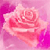 Rose Flower 6