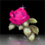 Rose Flower 8