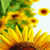 Sunflower Icon 2