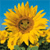 Sunflower Icon