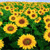 Sunflowers Icon