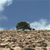 Tree Icon 18
