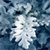 Winter Icon 11