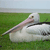 Pelican - Australia Icon