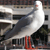 Seagull - Australia Icon
