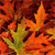Autumn Season Icon 6