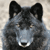 Wolf Myspace Icon