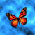 Butterfly Myspace Icon