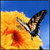 Butterfly Myspace Icon 4