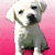 Dog Myspace Icon 7