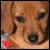 Dog Myspace Icon 3