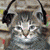 Cat Myspace Icon 9