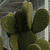 Cactus In Arizona 98