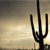 Cactus In Arizona 59