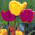 Spring Flowers Myspace Icon 3
