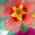 Tropical Flowers Myspace Icon 8