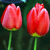 Spring Flowers Myspace Icon 6