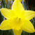 Spring Flowers Myspace Icon 4